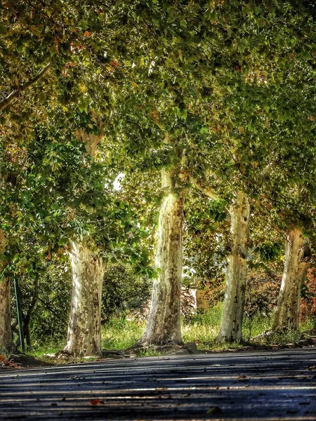 Baum Platanus Und Seine Früchte — Stockfoto