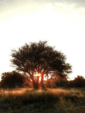 Gün batımı yolun kenarındaki tarlada.