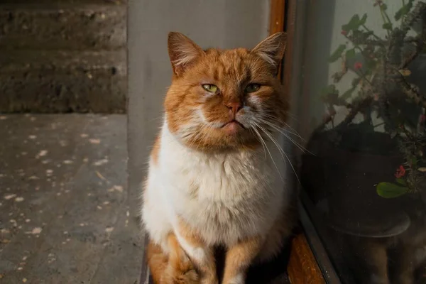Kızıl kedi dinleniyor. Güneşli bir gün. Bir kedinin bakışı..
