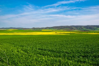 Çiçek açan kanola çiçeği. Kolza tohumu tarlası. Tarım. Çiçek açan kanola tarlası. Parlak sarı tecavüz tohumu yağı..