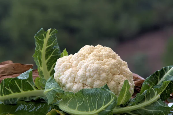 Coliflor Fresca Con Gotas Lluvia Sobre Hojas Verdes Naturaleza Imágenes de stock libres de derechos