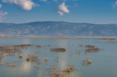 Kuşlar ve bitkilerle dolu mavi göl