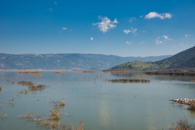 Kuşlar ve bitkilerle dolu mavi göl