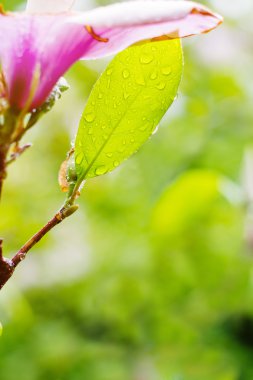 Manolya ıslak yaprak