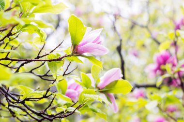 pembe Manolya ağacı