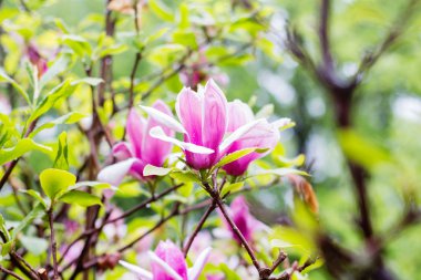 pembe Manolya ağacı