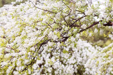 bahar çiçeği arkaplanı
