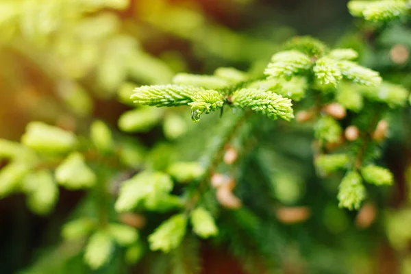 Lente achtergrond met natte spar — Stockfoto