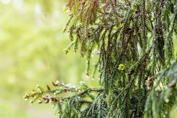 Spruce after spring rain — Stock Photo, Image
