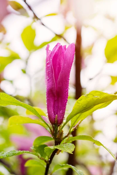 Квітки рожеві Магнолія — стокове фото