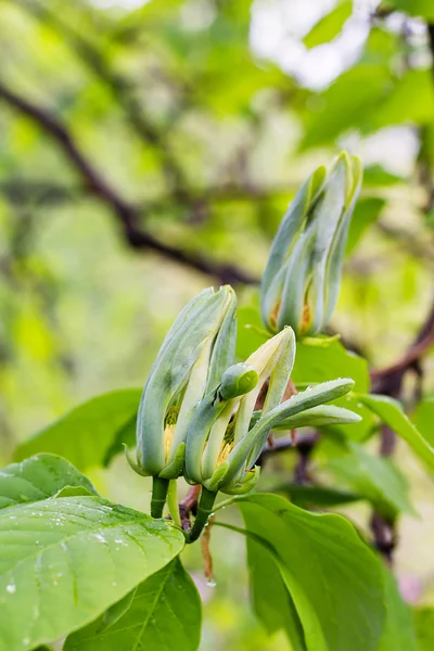 Magnolia acuminata. grüne Magnolienblüten — Stockfoto