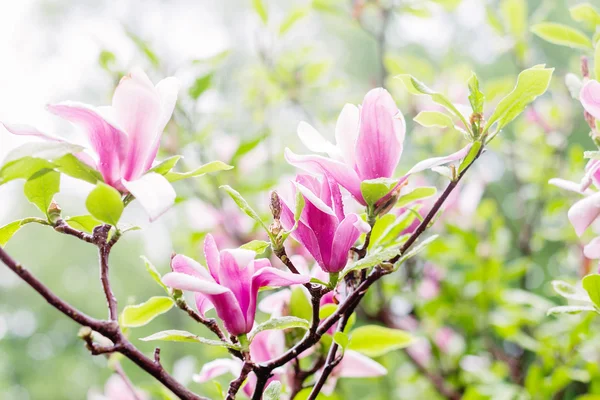 Pink magnolia tree — Stock Photo, Image