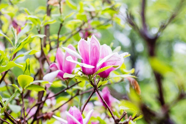 Pink magnolia tree — Stock Photo, Image