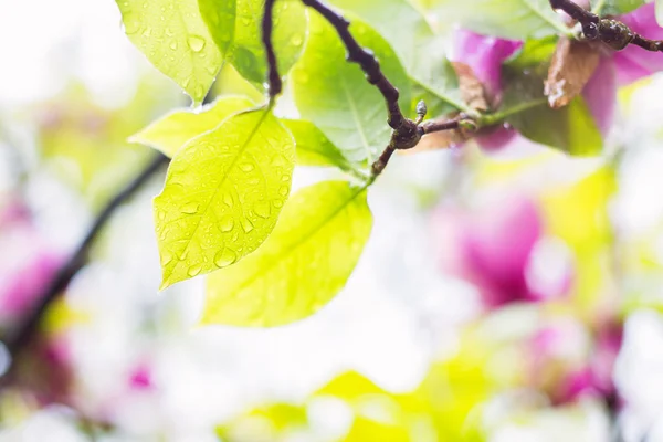 Manolya ıslak yaprak — Stok fotoğraf