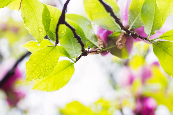 Manolya ıslak yaprak — Stok fotoğraf