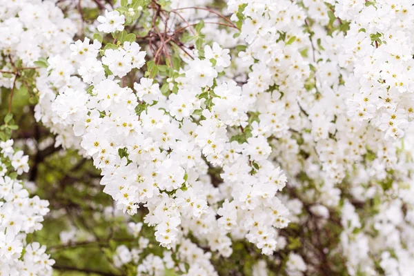 Spring flower background — Stock Photo, Image