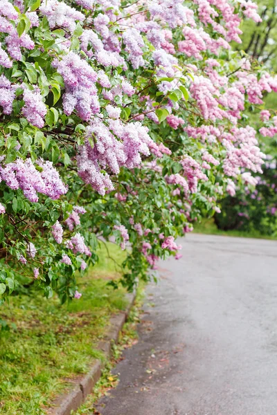 Blühende rosafarbene Fliederbüsche — Stockfoto