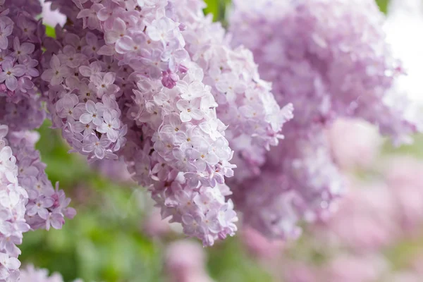 Gros plan de fleurs lilas roses — Photo