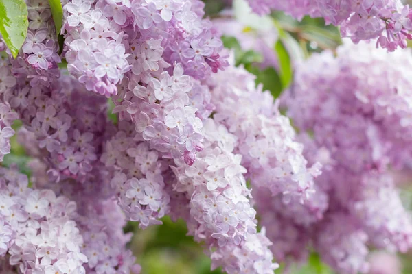 Gros plan de fleurs lilas roses — Photo