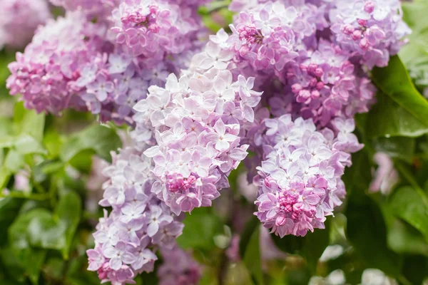 Primer plano de las flores de color rosa lila —  Fotos de Stock