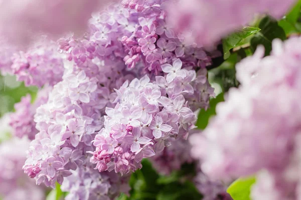 Fechar-se de flores cor de rosa lilás — Fotografia de Stock