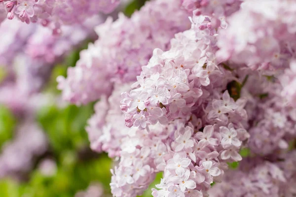Close-up van lila-roze bloemen — Stockfoto