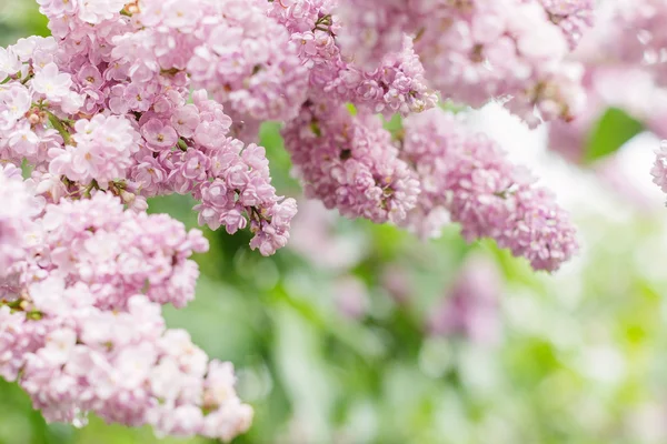 Lila-roze bloemen — Stockfoto