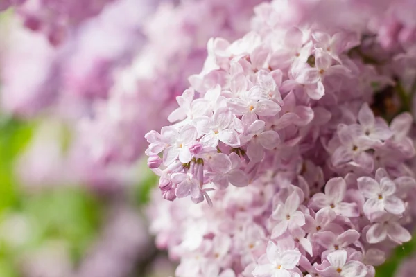 Gros plan de fleurs lilas roses — Photo