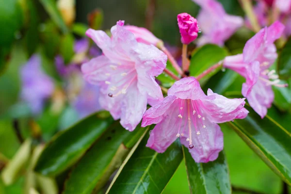 Rosa rhododendron blommar — Stockfoto