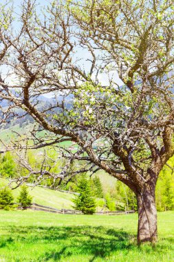 yaşlı elma ağacı