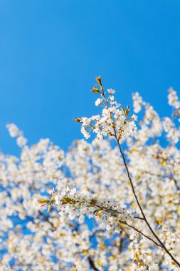 Beyaz kiraz çiçekleri 