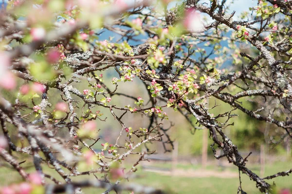 Natürlicher Hintergrund mit Ästen — Stockfoto