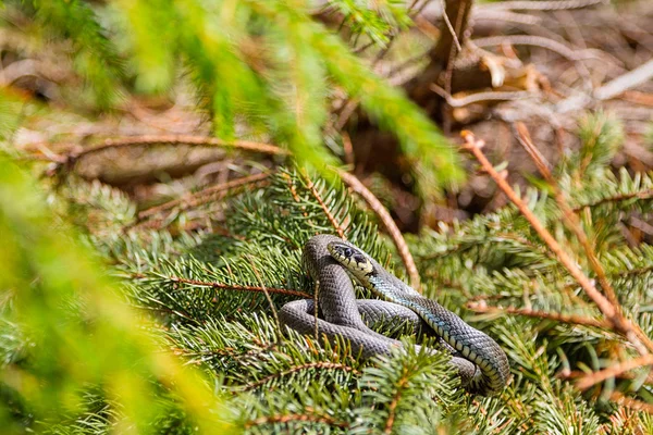 Grass snake at summer forest