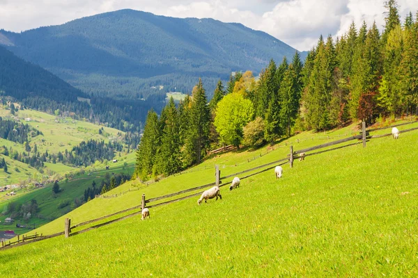 Zomer berglandschap Rechtenvrije Stockafbeeldingen