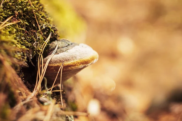 Herfst bos natuur achtergrond — Stockfoto