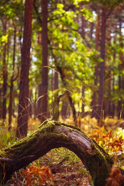 Golden forest autumn landscape — Stock Photo, Image