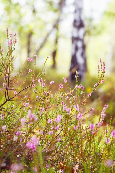 Blühende Heide im herbstlichen Wald — Stockfoto