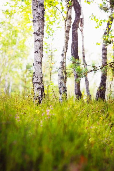 Forest Birch Grove — Stock Photo, Image