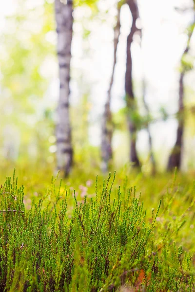 Grüne Heide auf verschwommenem Waldhintergrund — Stockfoto