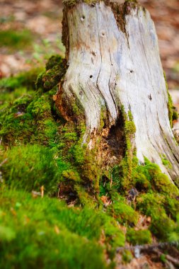 yosunlu ağaç gövdesi
