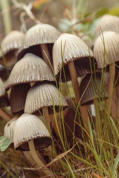 Groupe de champignons toadstools — Photo