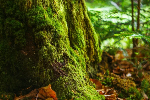 Moosiger Baumstamm — Stockfoto