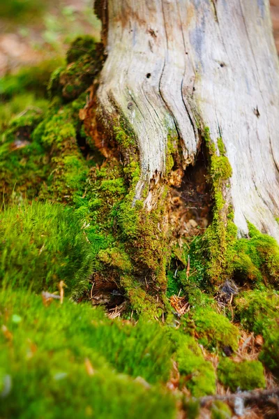 Mossiga trädstam — Stockfoto