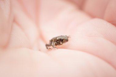 Tiny frog on hand clipart