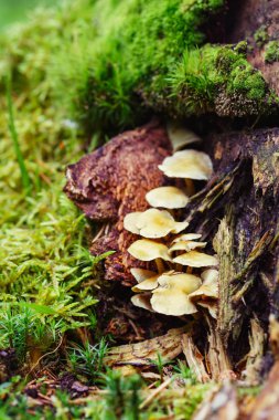 Mantar demet eski yosunlu ağaçta yetişir