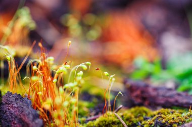 Soyut renkli doğa arka plan ile makro moss sporlar üzerinde arka plan bulanık. Sığ odak