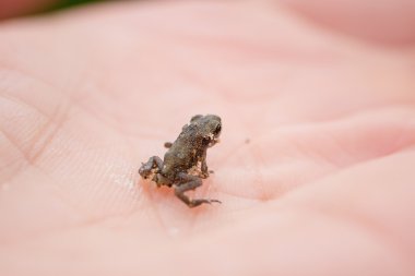 Yandan küçük kurbağa