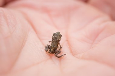 Yandan küçük kurbağa