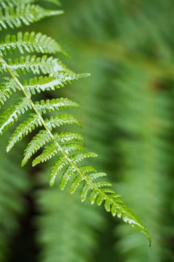 Closeup ıslak yeşil fern yaprak orman