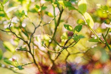 Doğal sonbahar orman arka plan yeşil yaprak ile